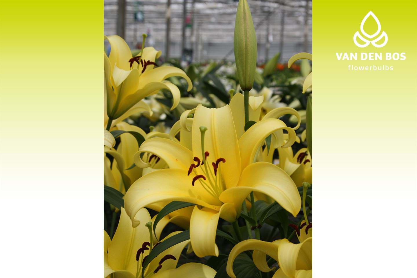 Yellow Strike® (O.T.) - Lily - Van den Bos Flowerbulbs